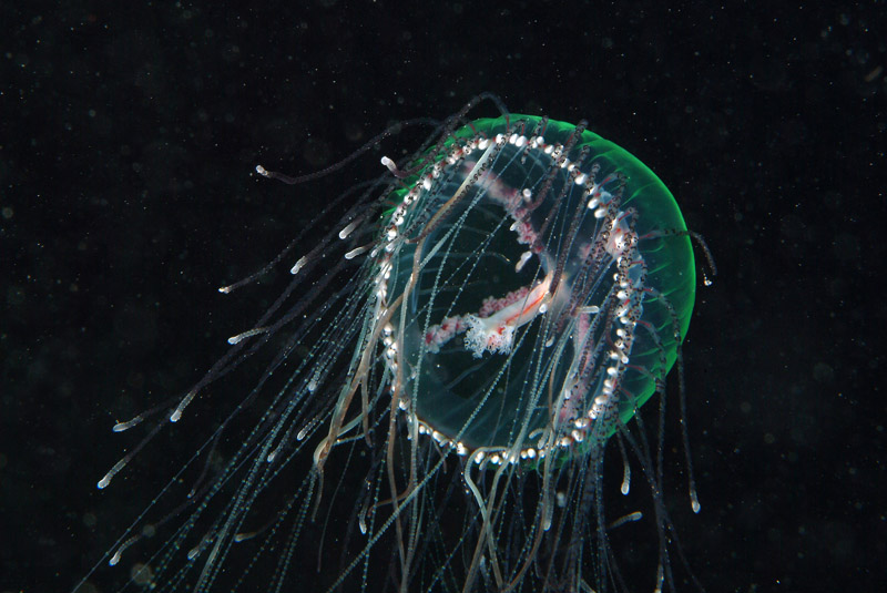 uno strano abitante del mare... Olindias phosphorica